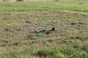 IMG_7960
